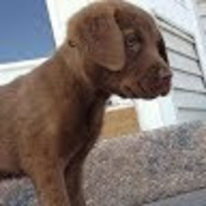 Meet your Posher, Dawn